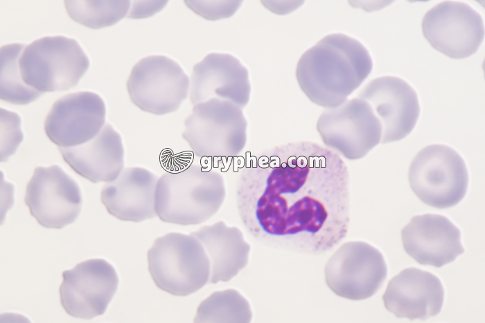 Granulocyte neutrophile x800 - gryphea.com